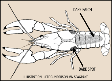 Nonnative Crayfish