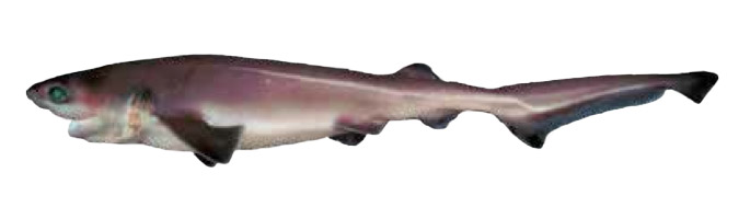 Six Gill Shark