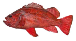 Vermillion Rockfish